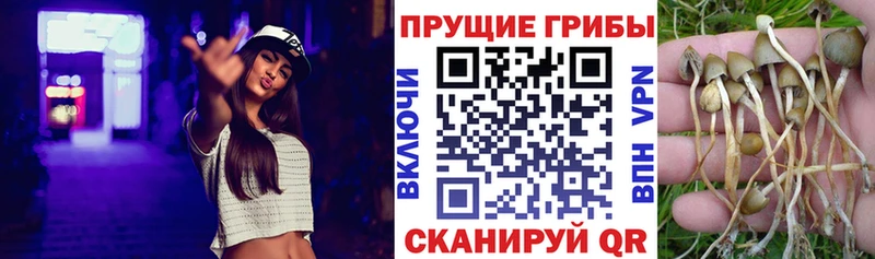 Купить где  Краснообск  Псилоцибиновые грибы прущие грибы 